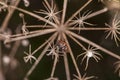 Smith wingless, Pyrrhocoris apterus, sitting on a dry bush Royalty Free Stock Photo