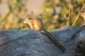 Smith's Bush Squirrel (Paraxerus cepapi)