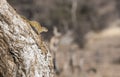 Smith's Bush Squirrel (Paraxerus cepapi) on a Tree