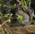 Grey squirrel food in his grasp