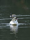 Look of the pluming Mute Swan, Smithpool Park, England