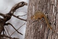 Smiths bush squirrel - Paraxerus Sciurus cepapi known as the yellow-footed squirrel or tree squirrel, is an African bush