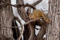 Smiths bush squirrel - Paraxerus Sciurus cepapi known as the yellow-footed squirrel or tree squirrel, is an African bush