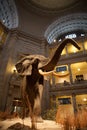 Smithsonian Natural History Museum, DC Royalty Free Stock Photo