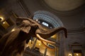 Smithsonian Natural History Museum, DC Royalty Free Stock Photo