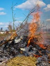 Smoke billows from a fire amidst dry grass. Illegal burning of leaves and dry grass Royalty Free Stock Photo