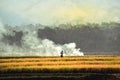 Smoke billows in the rice fields used to burn rice stems