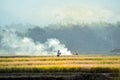 Smoke billows in the rice fields used to burn rice stems