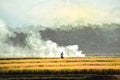 Smoke billows in the rice fields used to burn rice stems