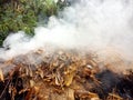 The smoke of burning dried leaves