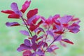 Cotinus Coggygria Royal Purple Smoke bush