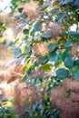 Smoke bush Royalty Free Stock Photo