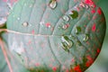 Smoke bush leaf