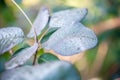 Smoke bush leaves