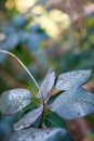 Smoke bush leaves