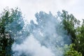 smoke from the fire on the background of green trees in the garden