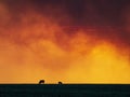 Cows Grazing, Sunset, Smoke, Fire Royalty Free Stock Photo