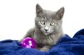 Smoke gray kitten with cat toy, animal shelter adoption photo