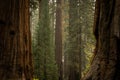Smoke Hangs In The Air In Giant Sequoia Grove Royalty Free Stock Photo