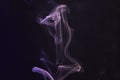 Smoke incense meditation abstract background spiritual background ritual aroma Royalty Free Stock Photo