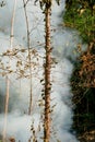 Smoke prairie fire. Dry grass blazes among bushes destruction of forests