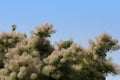 Smoke tree all color is highly variable, but at its best produces attractive shades of yellow, orange, and purplish-red photo