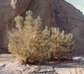 Smoke Tree in a California Desert Canyon