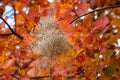 Smoke tree leaves turning orange red-blood in autumn