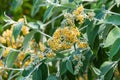 Smokebush a.k.a. Madagascar butterfly bush Buddleja madagascariensis - Florida, USA Royalty Free Stock Photo