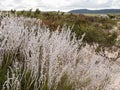 Smokebush in Lesueur National Park, Western Australia Royalty Free Stock Photo