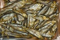 Smoked Baltic herring. The fish of gold Salak Royalty Free Stock Photo