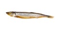 Smoked capelin isolated on white background Royalty Free Stock Photo