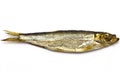 Smoked European Sprat (Sprattus sprattus) Royalty Free Stock Photo