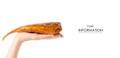 Smoked fish perch in hand pattern Royalty Free Stock Photo