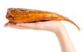 Smoked fish perch in hand Royalty Free Stock Photo