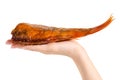 Smoked fish perch in hand Royalty Free Stock Photo