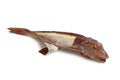 Smoked gurnard fish Royalty Free Stock Photo