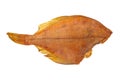 Smoked headless flatfish Royalty Free Stock Photo