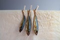 Smoked horse mackerel close-up hanging on clothespins on a crumpled paper background Royalty Free Stock Photo