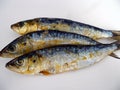 Smoked sardines on white background. Healthy colorful seafood. Blue fish for eating in salad, snack, sandwich or fried. Big sardin