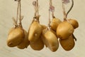 Smoked scamorza cheeses Royalty Free Stock Photo