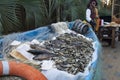 Smoked sea fish in a boat at the street food and beer festival