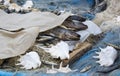 Smoked sea fish in a boat at the street food and beer festival