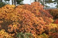 Smoked tree in karst on cloudy day in autumn Royalty Free Stock Photo