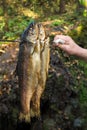 Smoked trouts Royalty Free Stock Photo