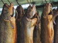 Smoked trouts Royalty Free Stock Photo
