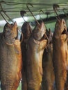 Smoked trouts Royalty Free Stock Photo