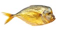 Smoked vomer fish isolated on white Royalty Free Stock Photo