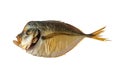 Smoked Vomer fish, on a white background, isolated Royalty Free Stock Photo