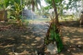 Smoker made from leaves and sticks - primitive cooking in the jungle Royalty Free Stock Photo